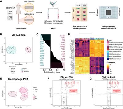 CD206+ tendon resident macrophages and their potential crosstalk with fibroblasts and the ECM during tendon growth and maturation